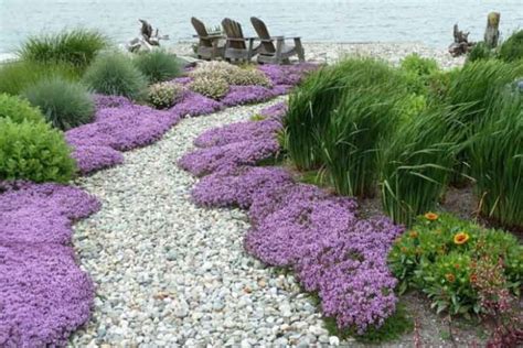 Creeping thyme plant: How to grow creeping thyme - Lifestyle and Hobby