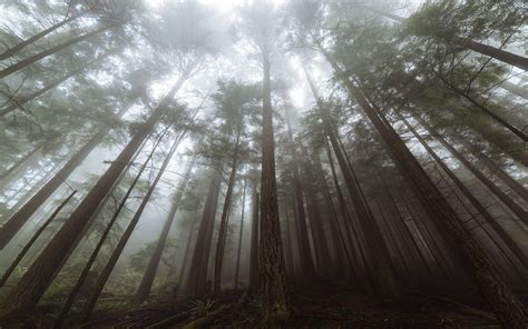 Forest Tall Trees Fog Wallpapers - Wallpaper Cave