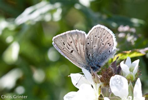 The Mission Blue Butterfly | The Skeptical Moth