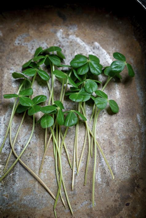 Clover-like, Edible Leaves With Citrus Notes Photograph by Nitin Kapoor ...