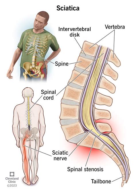 Human Body Back Nerves