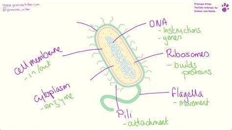 Bacterial Cell Diagram Labeled Simple