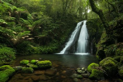 Photographing the forests