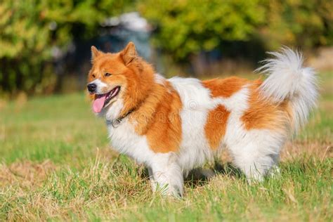 Portrait of an Elo Dog Standing on the Meadow Stock Image - Image of ...