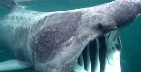 A basking shark filter feeding : r/TheDepthsBelow