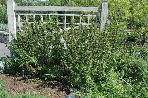 Common Sweetshrub (Calycanthus floridus) in Issaquah Seattle Bellevue ...