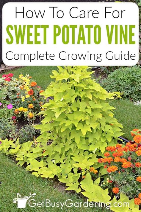 Sweet Potato Vine Plant Care & Growing Guide