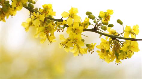 Blossom Spring Cherry Yellow Flowers Tree Branch In Blur Background HD ...