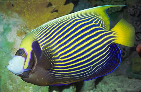 Saltwater Angelfish Care Guide | Fishkeeping Advice