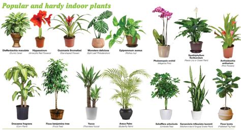 Which Indoor Plants Produces Most Oxygen? - Find Health Tips | Common ...