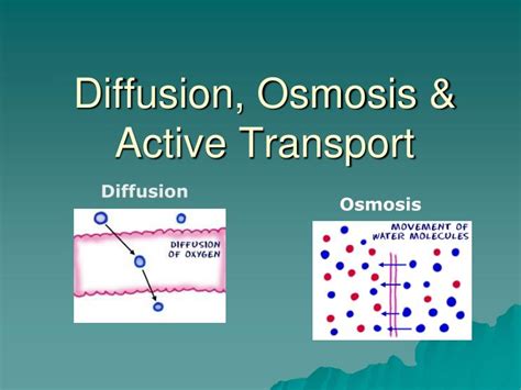 PPT - Diffusion, Osmosis & Active Transport PowerPoint Presentation ...