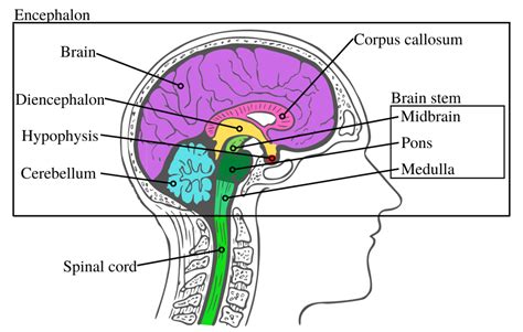 The anatomy of the human brain – Speechneurolab