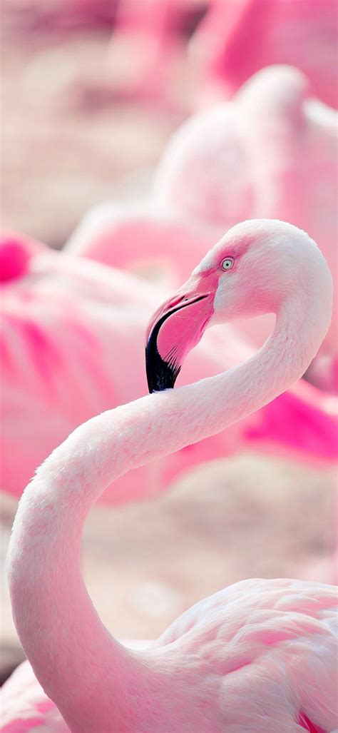 Aesthetic Pink Flamingo Bird Wallpaper