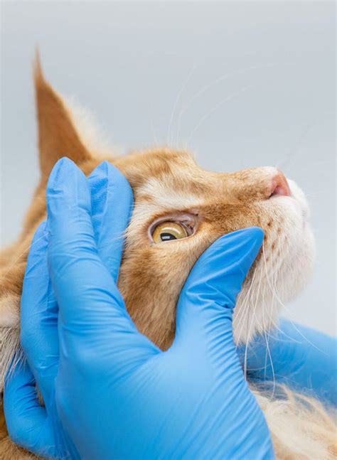 Cat Eye Infection | Causes, Symptoms, and Treatments - Lovet