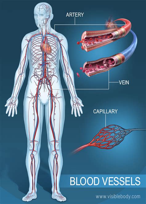 Blood Vessels | Circulatory Anatomy