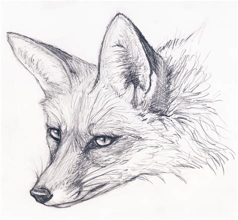 Fox Face Drawing Image - Drawing Skill