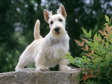 Scottish Terrier - Puppies, Rescue, Pictures, Information, Temperament ...