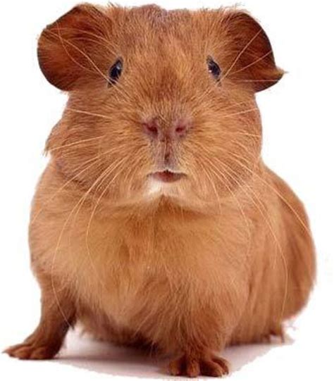 How to Choose and Care for Your Guinea Pig (Cavy) - PetHelpful