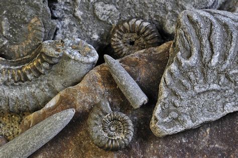 Lyme Regis Fossils Photograph by Arterra Picture Library