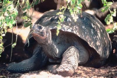 Adwaita Tortoise Carbon Dating – Telegraph