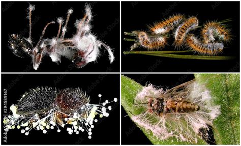 Insects infected and killed by entomopathogenic fungus. Isolated on a ...