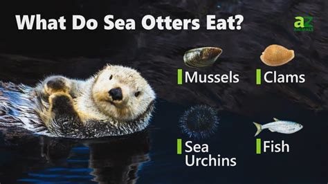 What Do Sea Otters Eat? - IMP WORLD