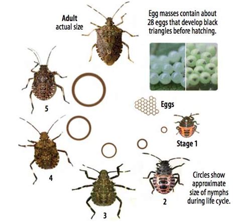 green stink bug life cycle - Joslyn Hanks