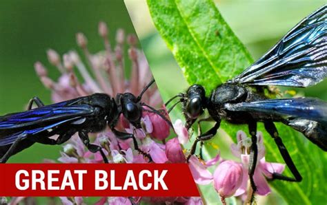 Wasp & Hornet Identification | How to identify types of common wasps