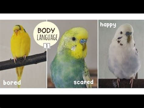 🌍 budgie body language (part 1) - YouTube in 2020 | Budgies, Body ...