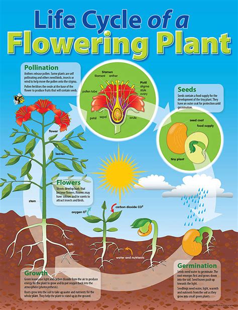 Life Cycle Poster - Plant