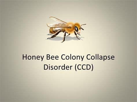 Honey Bee Colony Collapse Disorder (Ccd)