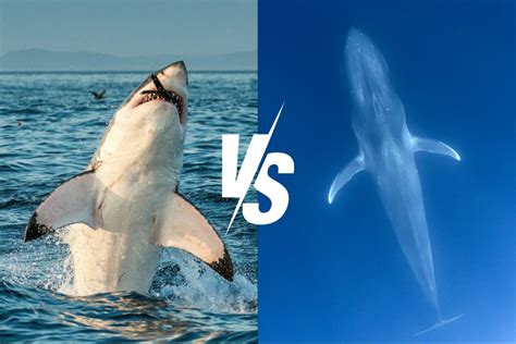 Great White Shark vs Blue Whale: Clash of Giants – Ocean Action Hub