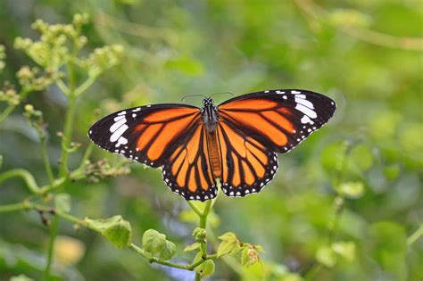 50 Magnificent Monarch Butterfly Facts You Can't Miss | Facts.net