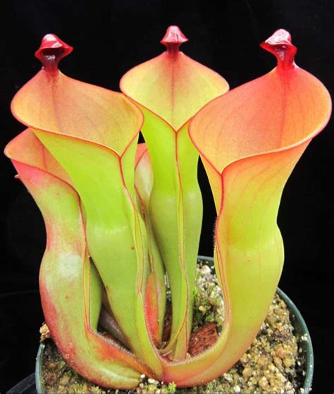 Sun Pitcher Plant (Heliamphora) - Carnivorous Plant Resource