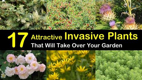 17 Attractive Invasive Plants that Will Take Over Your Garden