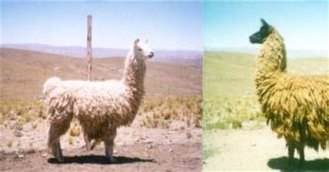 llama con: The Breeds of Llamas