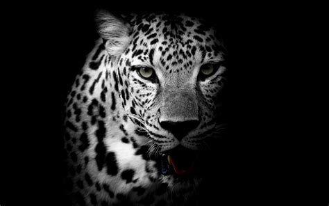 Animals, African leopard, Leopard wallpaper