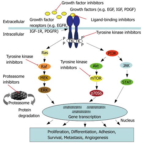 Growth factor receptors and related signalling pathways as targets for ...