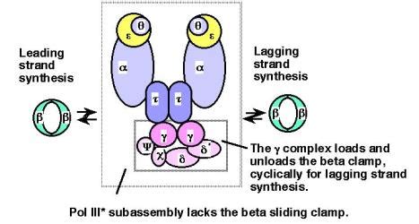 Dna Polymerase 3 Subunits Functions - cloudshareinfo