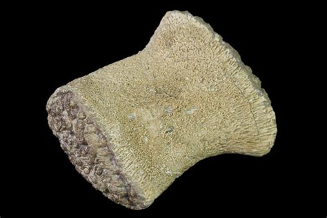 1.5" Fossil Pliosaur (Pliosaurus) Flipper Digit - England (#136734) For ...