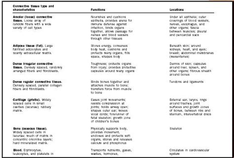 Connective Tissue - Biology Encyclopedia - cells, body, function, human ...