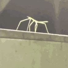 Stickbug Get Stick Bugged GIF - Stickbug Get Stick Bugged Get Stick ...