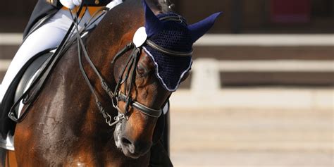 Dressage Levels Explained - Beginner Tips & Tricks + Practice Routines ...