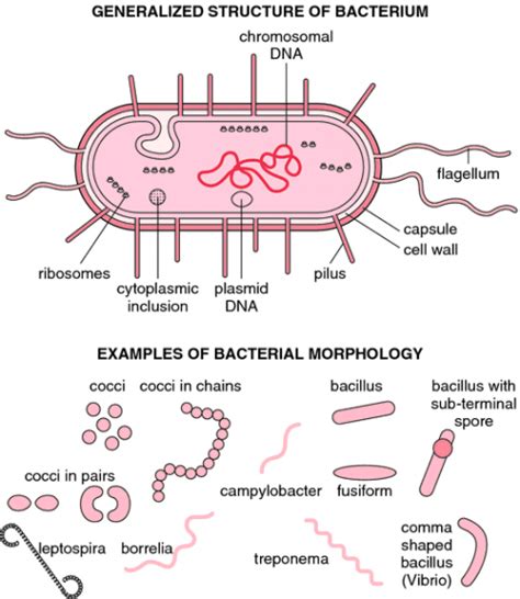 Bacteria – Cell Structure | Medical Laboratories