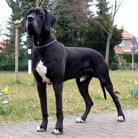 Great Dane Information And Facts | LoL Picture Collection