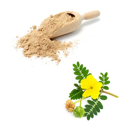 Tribulus Terrestris Extract Factory|Tribulus Terrestris Extract Maker