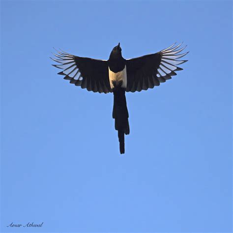 Black Billed Magpie Flying