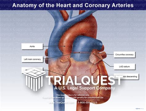 Anatomy of the Heart and Coronary Arteries - TrialExhibits Inc.