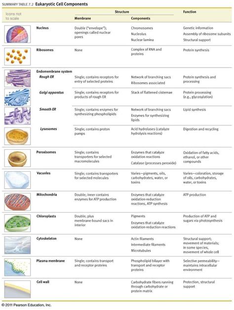 Pin by Maguedmamdouh on biology S1 | Teaching biology, Science cells ...