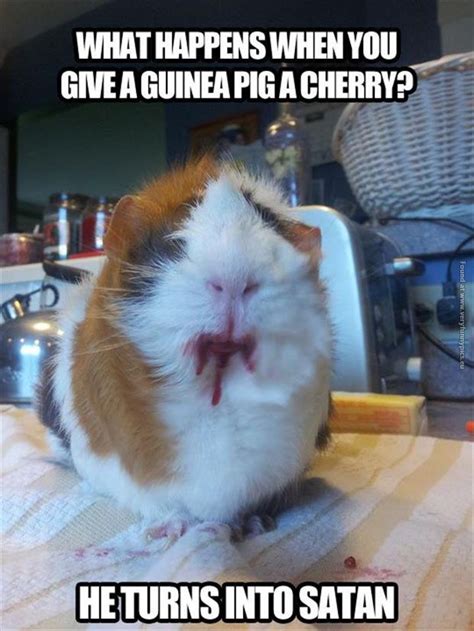 Really Funny Guinea Pig Quotes. QuotesGram